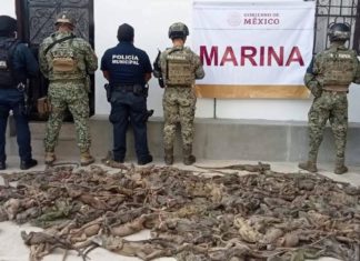 Rescatan 192 iguanas transportadas ilegalmente en la región del Istmo