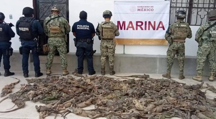 Rescatan 192 iguanas transportadas ilegalmente en la región del Istmo