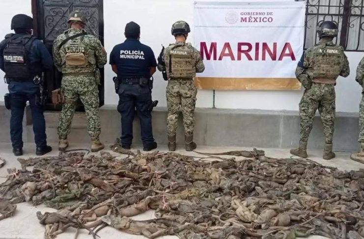 Rescatan 192 iguanas transportadas ilegalmente en la región del Istmo