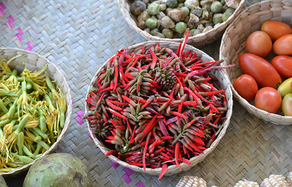 Identifican en la Mixteca Alta de Oaxaca plantas silvestres alimenticias