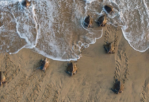 Presentan denuncia por robo de huevos de tortuga en playas de Oaxaca