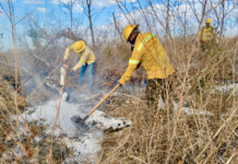 Mantiene Coesfo atención a incendios forestales y pastizales