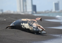 Derrame en el Golfo de México afecta áreas naturales protegidas