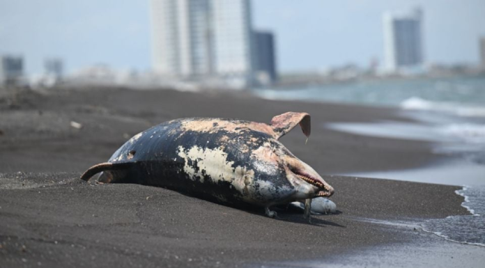 Derrame en el Golfo de México afecta áreas naturales protegidas