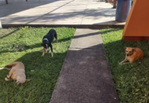 Brinda FGEO medidas de protección a perros que habitan en el ITO