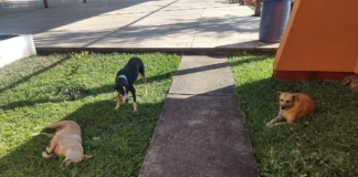 Brinda FGEO medidas de protección a perros que habitan en el ITO