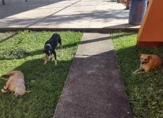 Brinda FGEO medidas de protección a perros que habitan en el ITO