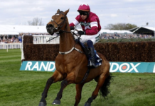 Denuncian muerte de caballos obligados a competir en carreras