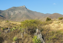 Preservan patrimonio natural en San Lucas Quiavini