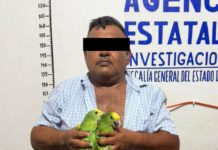 Asegura FGEO aves exóticas y presuntas dosis de droga en Ocotlán