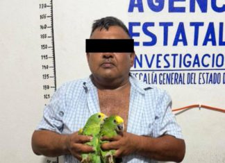 Asegura FGEO aves exóticas y presuntas dosis de droga en Ocotlán