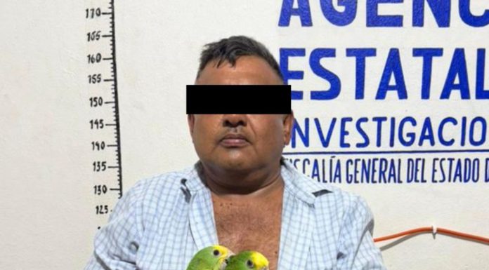 Asegura FGEO aves exóticas y presuntas dosis de droga en Ocotlán