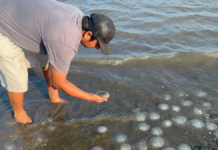 Sorprenden miles de medusas en playa de Xadani en Oaxaca
