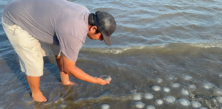 Sorprenden miles de medusas en playa de Xadani en Oaxaca