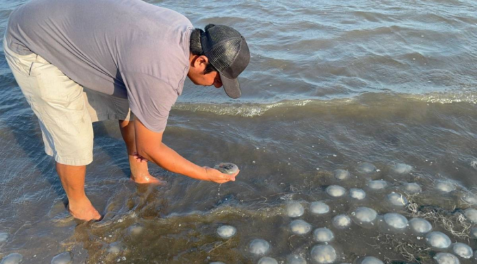 Sorprenden miles de medusas en playa de Xadani en Oaxaca