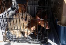 Rescata FGEO a 14 animales de compañía en situación de maltrato