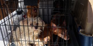 Rescata FGEO a 14 animales de compañía en situación de maltrato