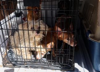 Rescata FGEO a 14 animales de compañía en situación de maltrato