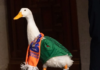 Pato Merlín obtiene el registro oficial de su marca ante el IMPI