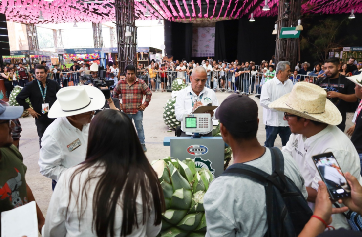 Celebran el Día del Magueyero con concurso “La Piña de Maguey Más Pesada”