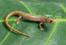 Descubren tres nuevas especies de salamandras sin pulmones en Oaxaca