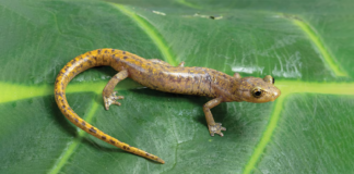 Descubren tres nuevas especies de salamandras sin pulmones en Oaxaca