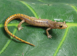 Descubren tres nuevas especies de salamandras sin pulmones en Oaxaca