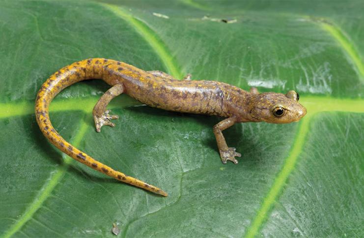 Descubren tres nuevas especies de salamandras sin pulmones en Oaxaca