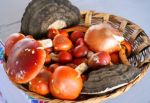 Muestra Cuajimoloyas su riqueza biocultural en la Feria de los Hongos