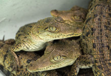 El pueblo de Oaxaca que convirtió a 300 cocodrilos en aliados del turismo