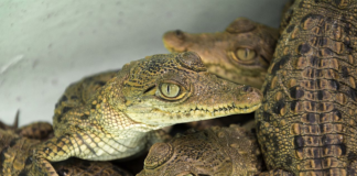 El pueblo de Oaxaca que convirtió a 300 cocodrilos en aliados del turismo