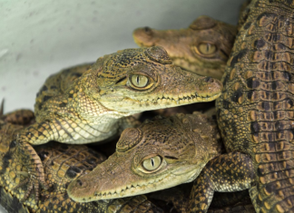 El pueblo de Oaxaca que convirtió a 300 cocodrilos en aliados del turismo
