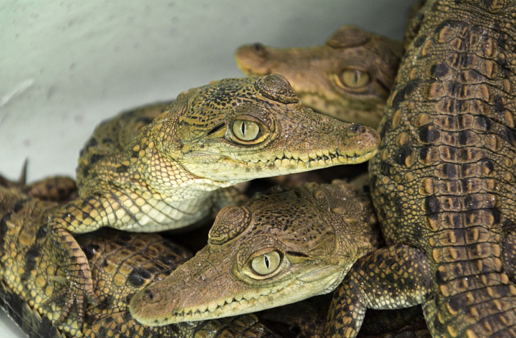 El pueblo de Oaxaca que convirtió a 300 cocodrilos en aliados del turismo
