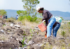 Siembra Oaxaca 12 mil plantas en Teotongo como parte de la Jornada Nacional de Reforestación 2026