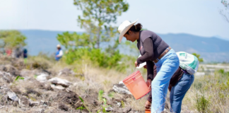 Siembra Oaxaca 12 mil plantas en Teotongo como parte de la Jornada Nacional de Reforestación 2026
