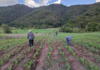 Logra Oaxaca alcanzar autosuficiencia en producción de maíz