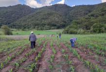 Logra Oaxaca alcanzar autosuficiencia en producción de maíz