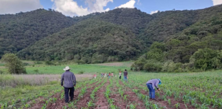 Logra Oaxaca alcanzar autosuficiencia en producción de maíz