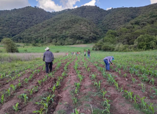 Logra Oaxaca alcanzar autosuficiencia en producción de maíz