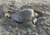 Miles de tortugas luchan contra la extinción en Santuario La Escobilla