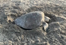 Miles de tortugas luchan contra la extinción en Santuario La Escobilla