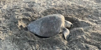 Miles de tortugas luchan contra la extinción en Santuario La Escobilla