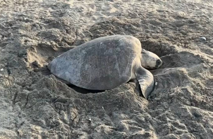 Miles de tortugas luchan contra la extinción en Santuario La Escobilla