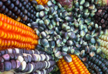 Oaxaca reconoce el valor del maíz nativo y fortalece conservación de semillas