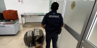 Aseguran más de 365 mil dólares en Aeropuerto Internacional de Oaxaca