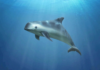 Evaluarán la situación de la vaquita marina en la CITES