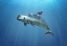 Evaluarán la situación de la vaquita marina en la CITES