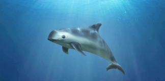 Evaluarán la situación de la vaquita marina en la CITES