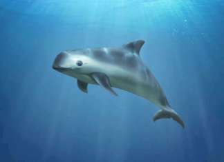 Evaluarán la situación de la vaquita marina en la CITES
