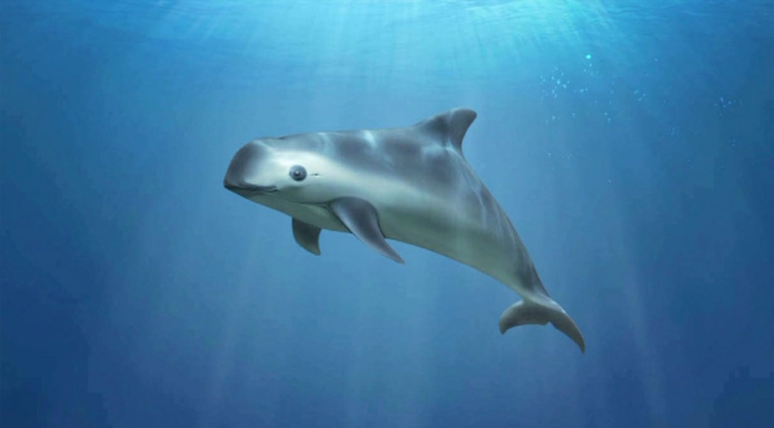 Evaluarán la situación de la vaquita marina en la CITES